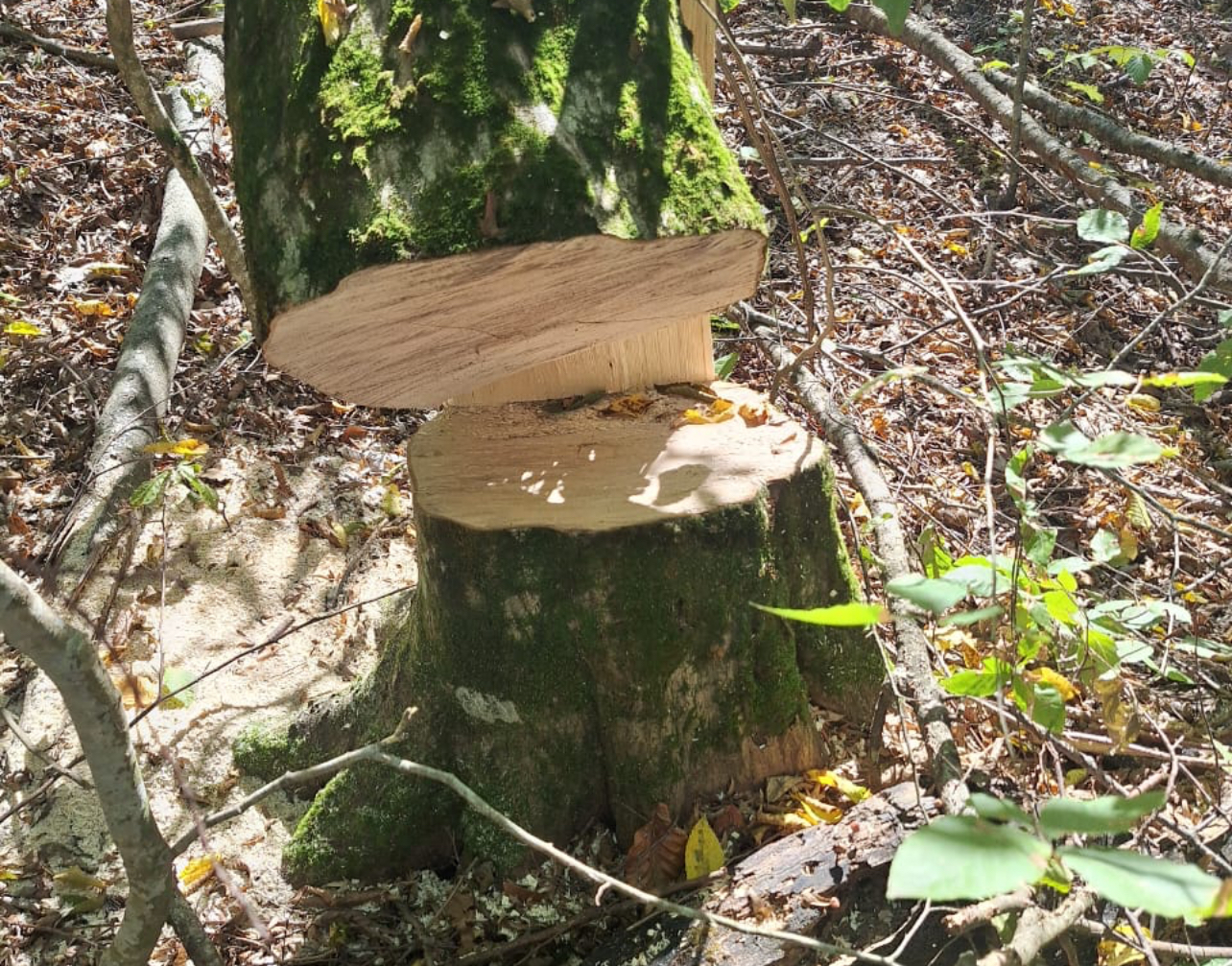 В Кабардино-Балкарии возбуждено уголовное дело о незаконной рубке ценных деревьев