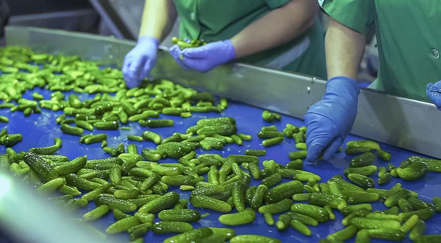 В Кабардино-Балкарии консервные заводы приступили к переработке огурцов