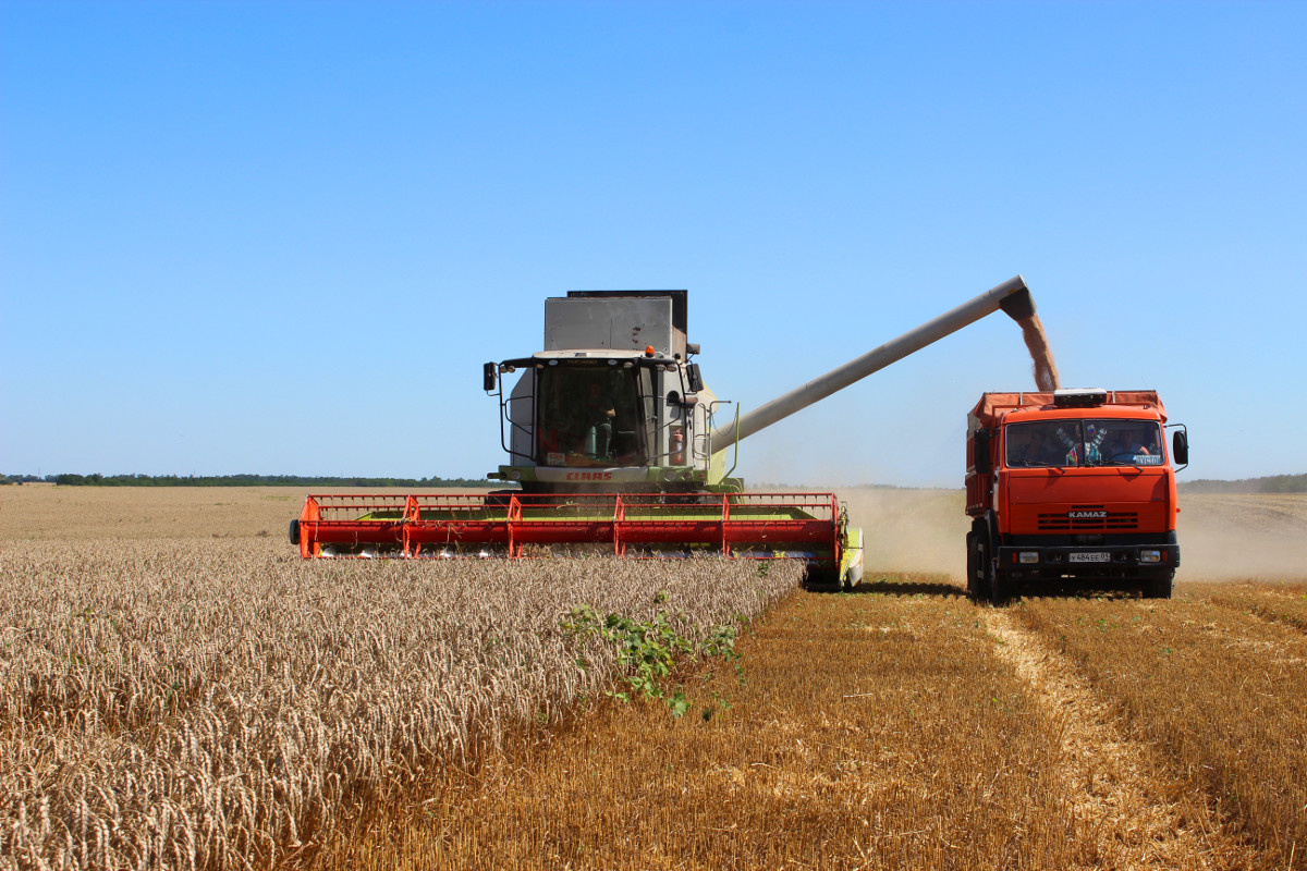 В России собрали рекордный урожай зерновых