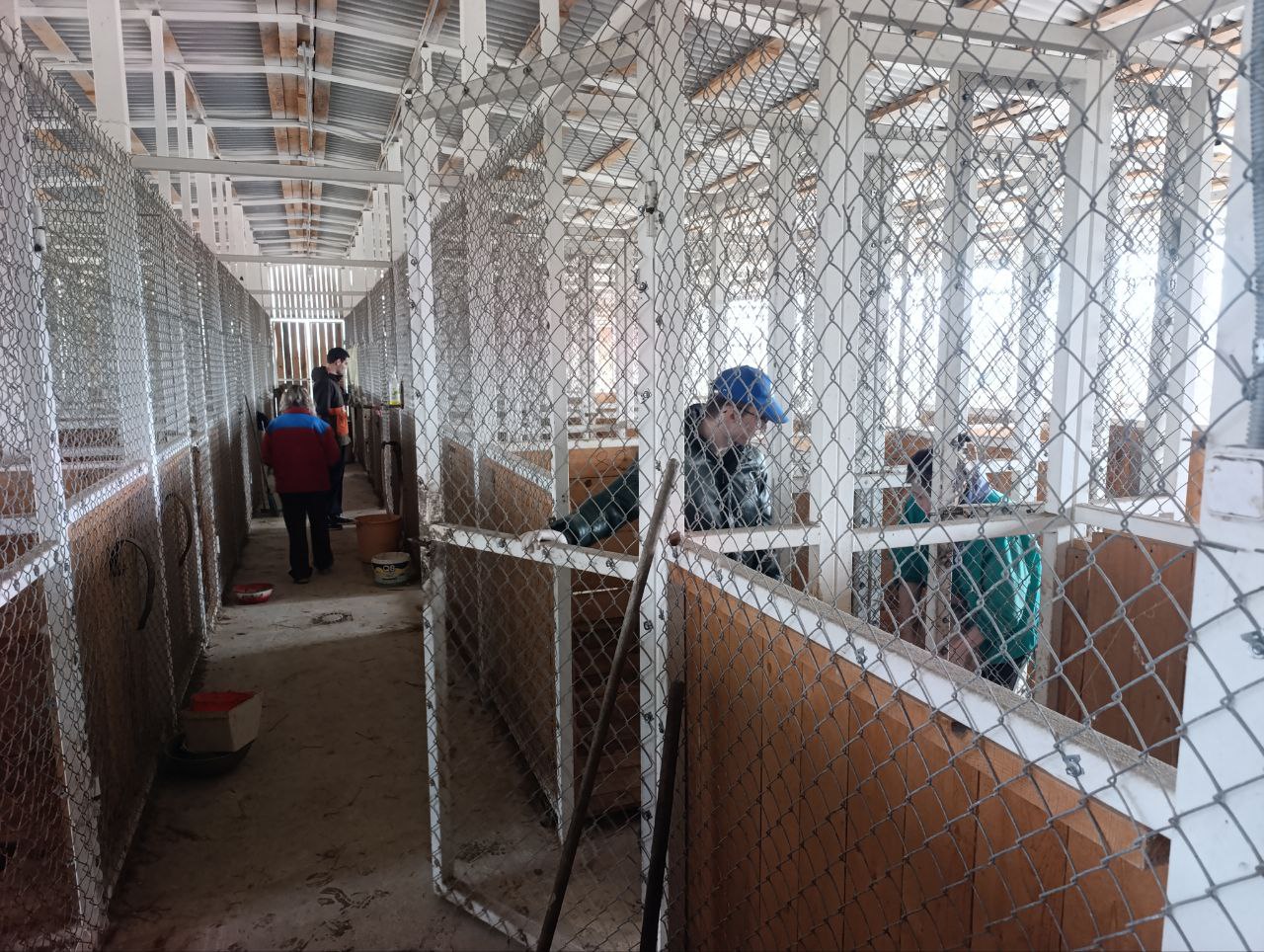 «Четыре лапы»