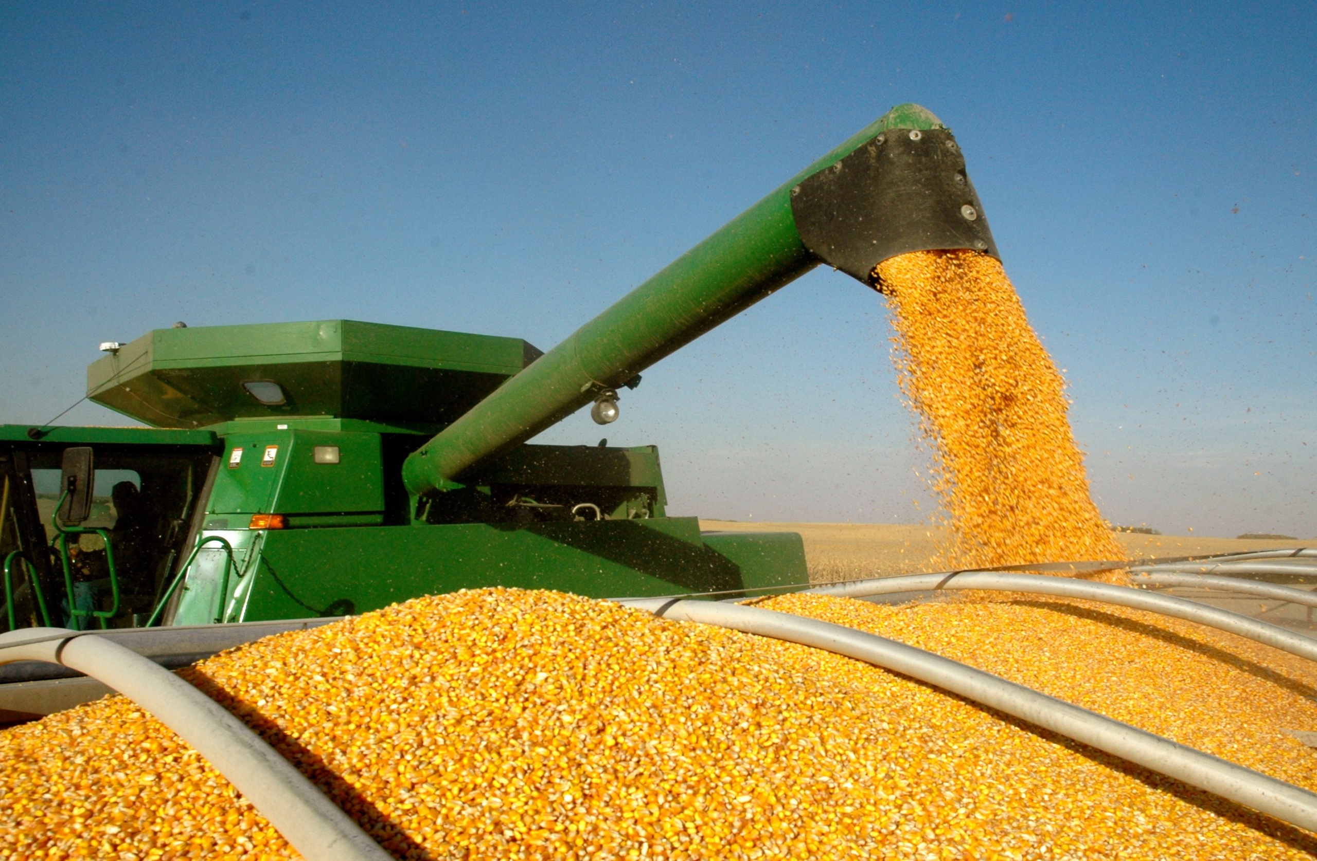 Кукуруза сбор урожая. Обмолот кукурузы. Уборка урожая кукурузы. Кукуруза (зерно). Уборка кукурузы на зерно.