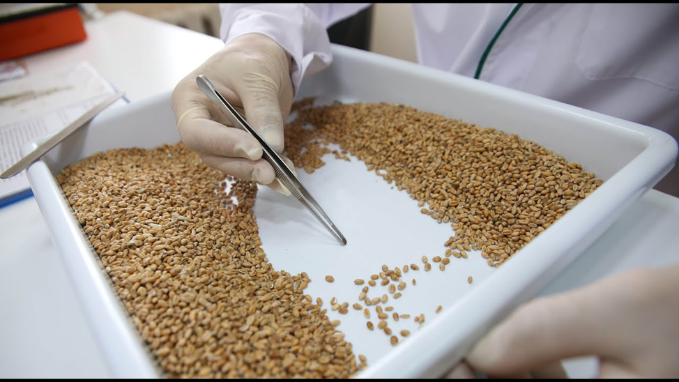 Кабардино-Балкария полностью обеспечена качественными семенами