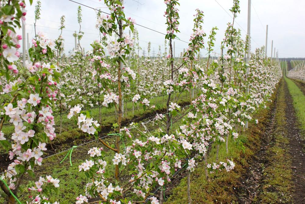 В республике заложили 250 гектаров плодово-ягодных насаждений