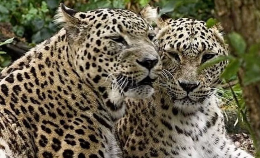 В Кабардино-Балкарии замечен переднеазиатский леопард