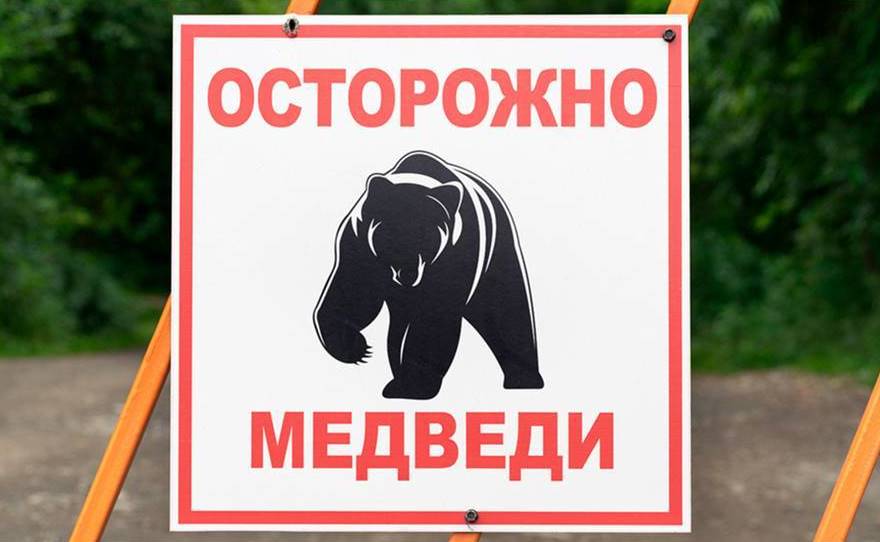 Как вести себя при встрече с медведем