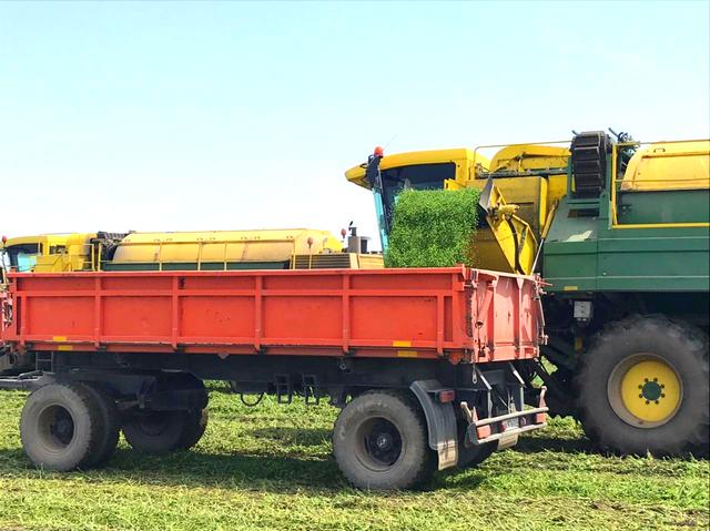 В Баксанском районе идет уборка урожая зеленого горошка