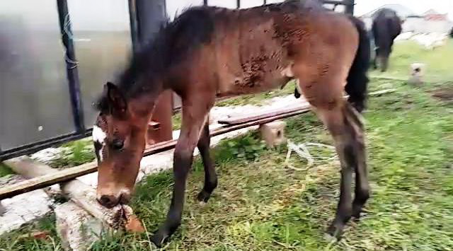 В Кабардино-Балкарии полицейские отыскали и вернули хозяину заблудившуюся лошадь с жеребенком 