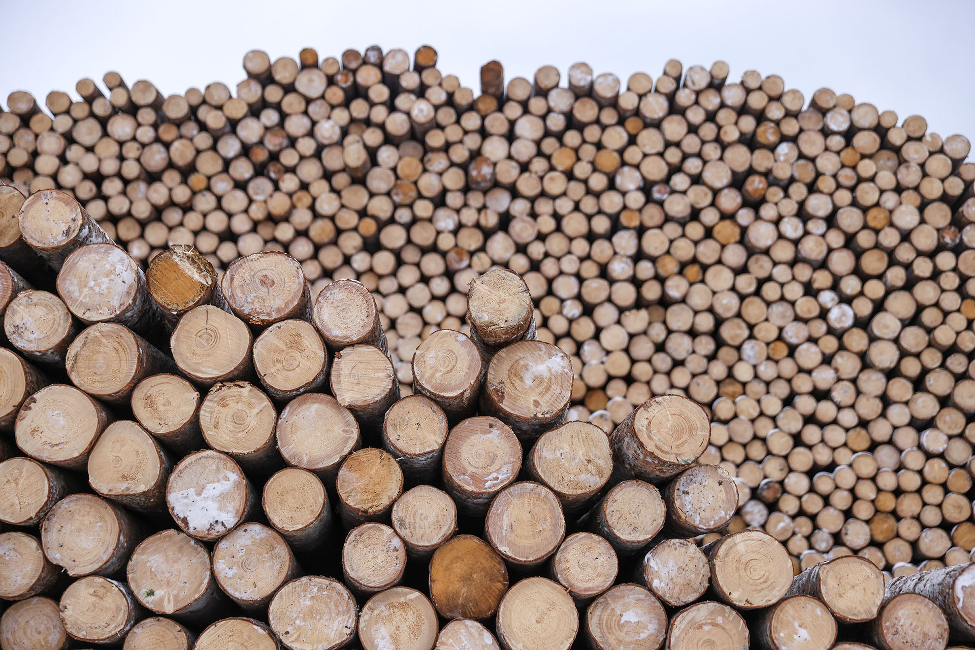 Стратегию развития лесного комплекса актуализируют до 2030 года