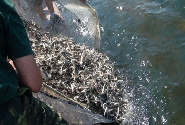 В реках Кабардино-Балкарии стало больше лосося