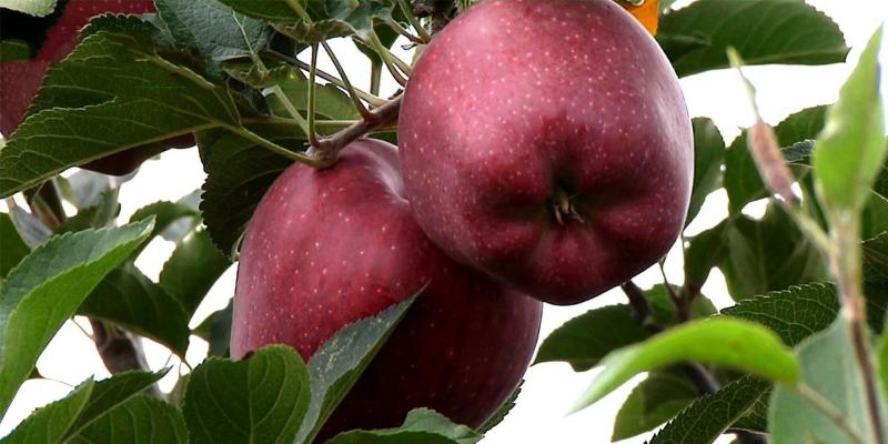 В Кабардино-Балкарии началась весенняя закладка плодово-ягодных насаждений 