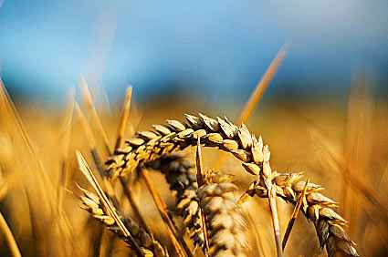 Сельское хозяйство Кабардино-Балкарии получит дополнительные субсидии