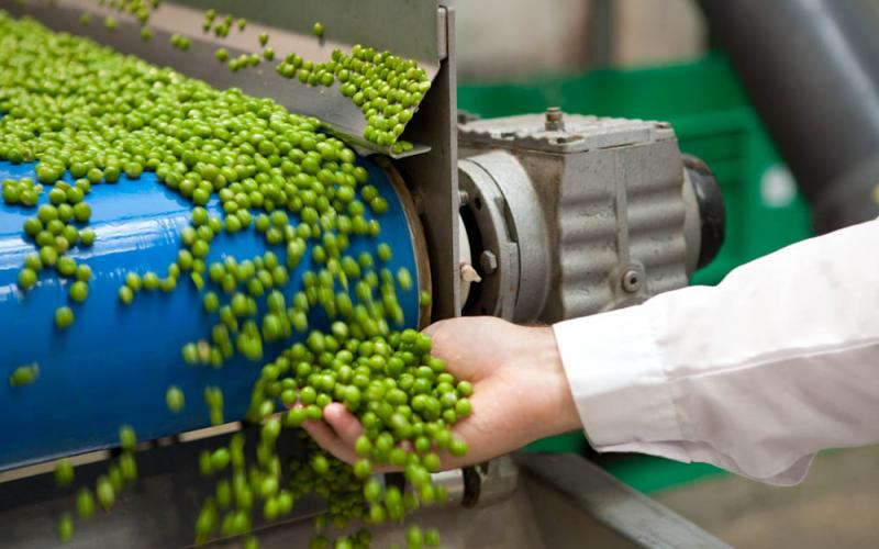 В КБР приступили к переработке зеленого горошка