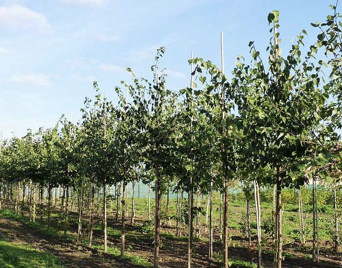 В КБР выращивают конкурентоспособный посадочный материал плодовых культур