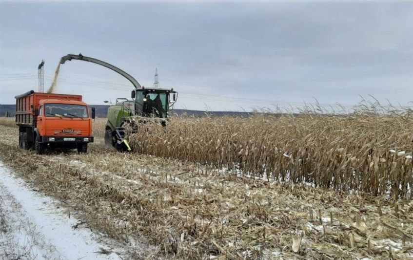 В Черекском районе продолжается уборка кукурузы