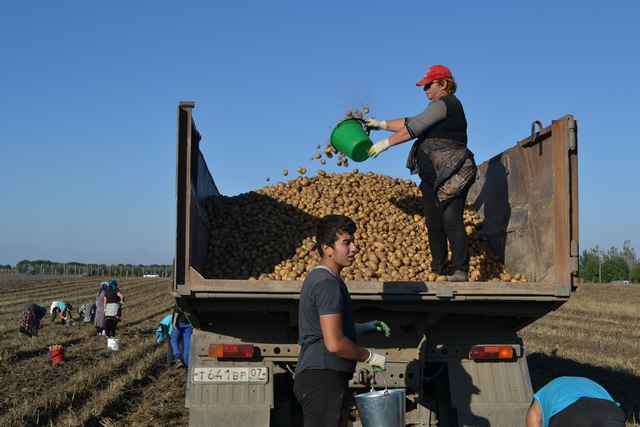 Баксанцы собирают кукурузу и картофель