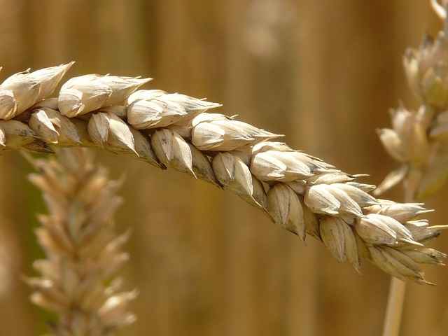 В Кабардино-Балкарии в текущем году соберут миллион тонн зерна