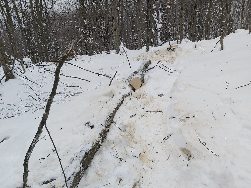 В Кабардино-Балкарии возбуждено уголовное дело по факту незаконной рубки леса