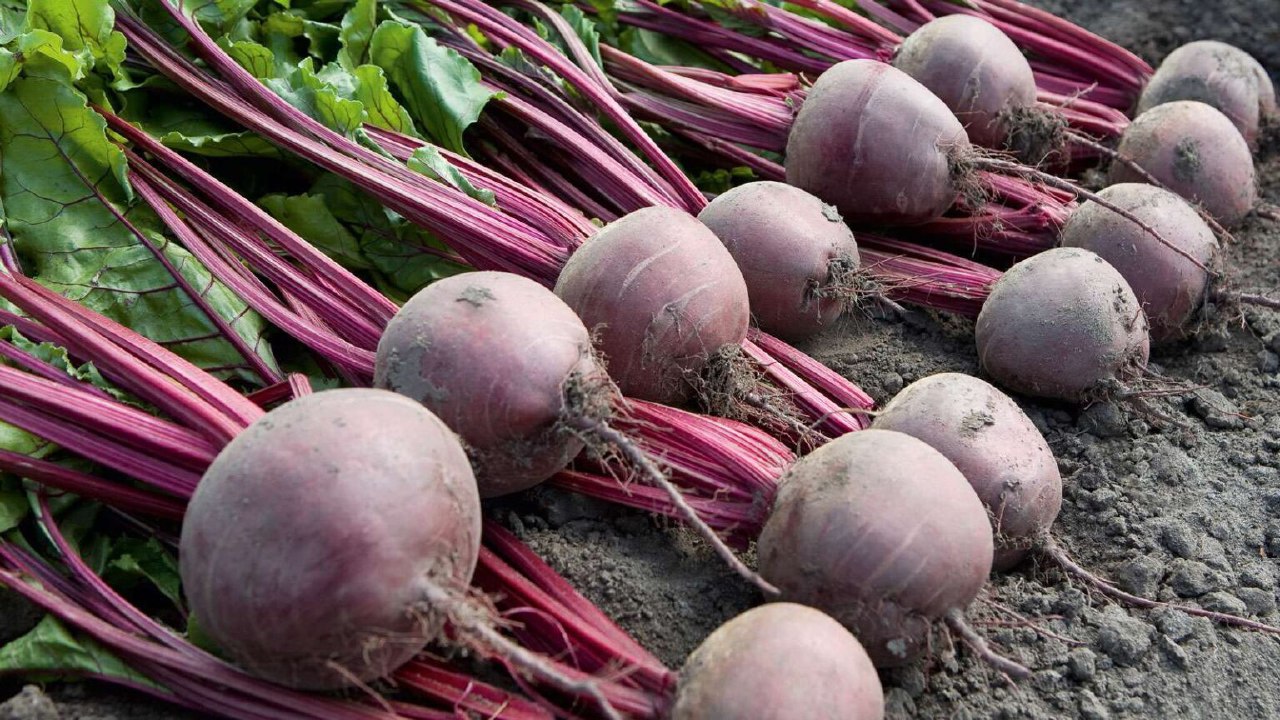 Лучшая в СКФО урожайность свеклы