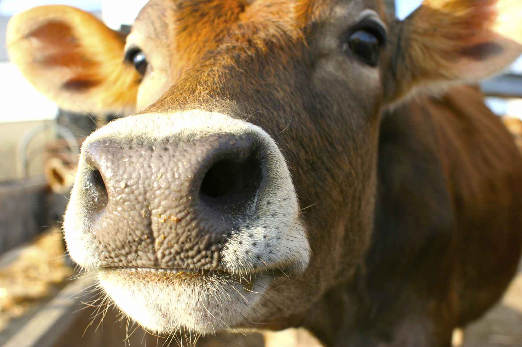 В Кабардино-Балкарии сократилась численность скота