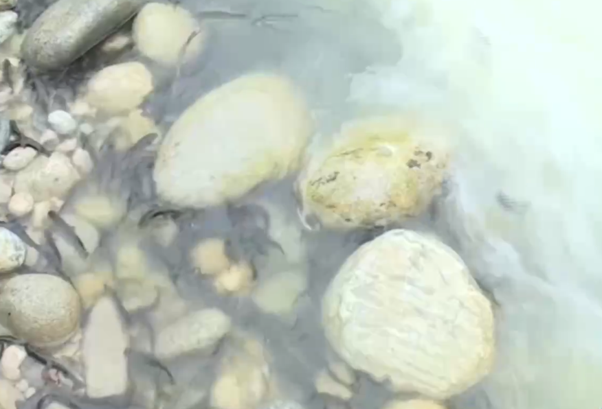 В реки Кабардино-Балкарии выпустили более миллиона мальков каспийского лосося  