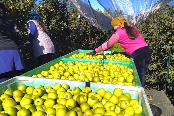 Баксанские аграрии завершают сбор яблок