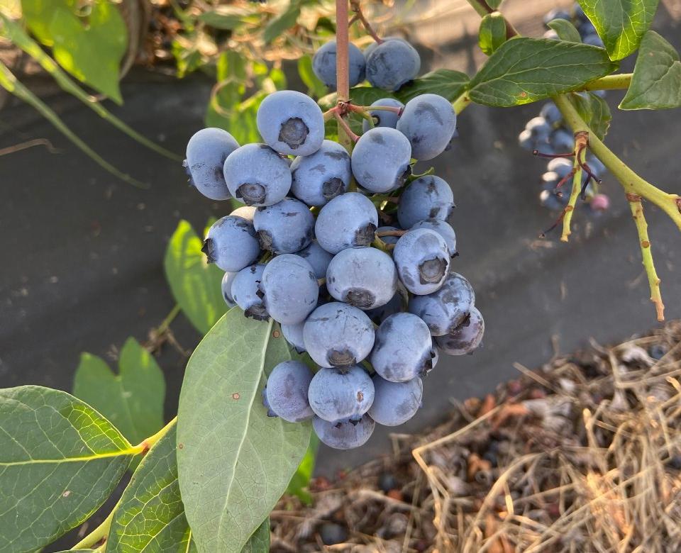 В Кабардино-Балкарии приступили к сбору урожая ранних сортов голубики  