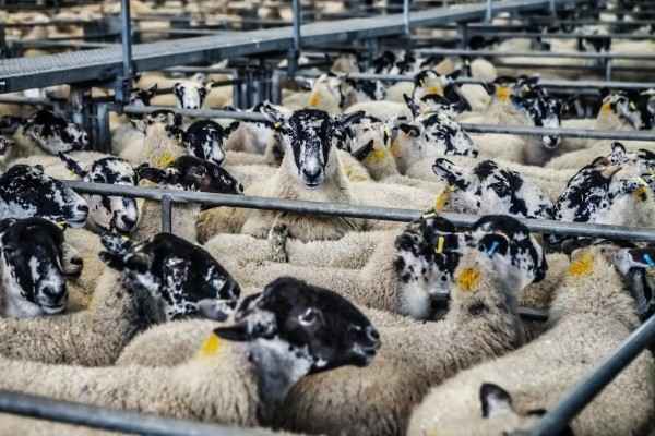 Овцеводы КБР возрождают племенное поголовье