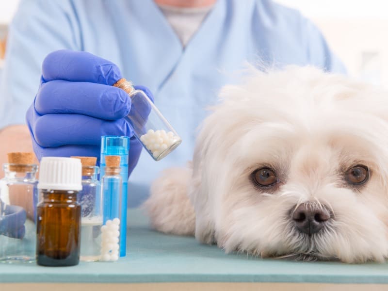 В России есть все востребованные ветпрепараты