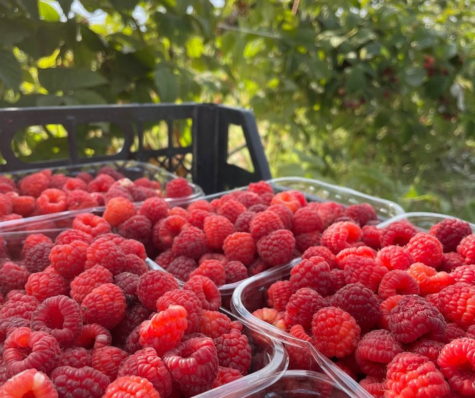 В ягодных хозяйствах Баксанского района идет сбор малины