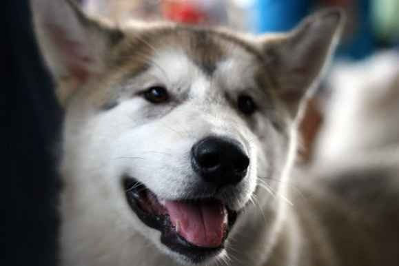 В Госдуме поддержали предложения по защите людей от бродячих собак