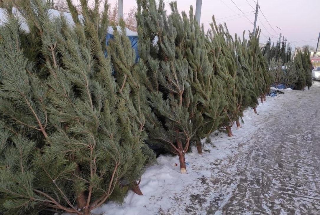 В Нальчике работают «Елочные ярмарки» 