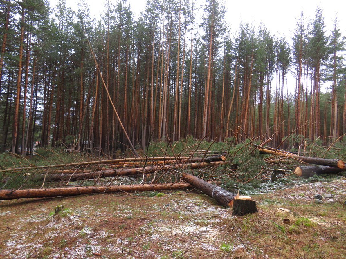 В КБР возбуждено уголовное дело по факту незаконной вырубки леса 