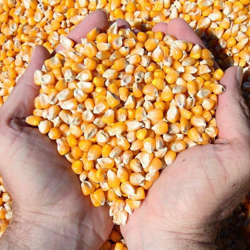 В Кабардино-Балкарии убирают кукурузу на зерно
