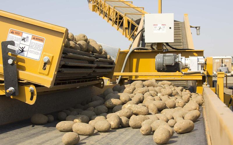 В Кабардино-Балкарии растет сбор картофеля