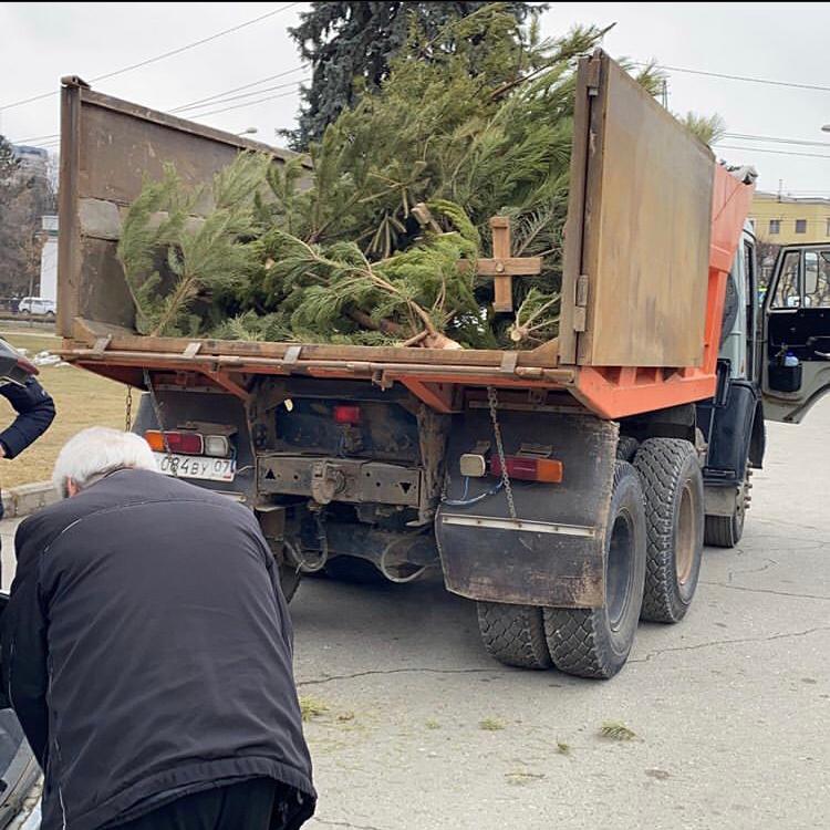 В Нальчике утилизируют елки
