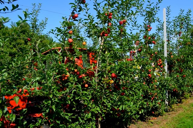 В Баксанском районе собирают ранние сорта яблок