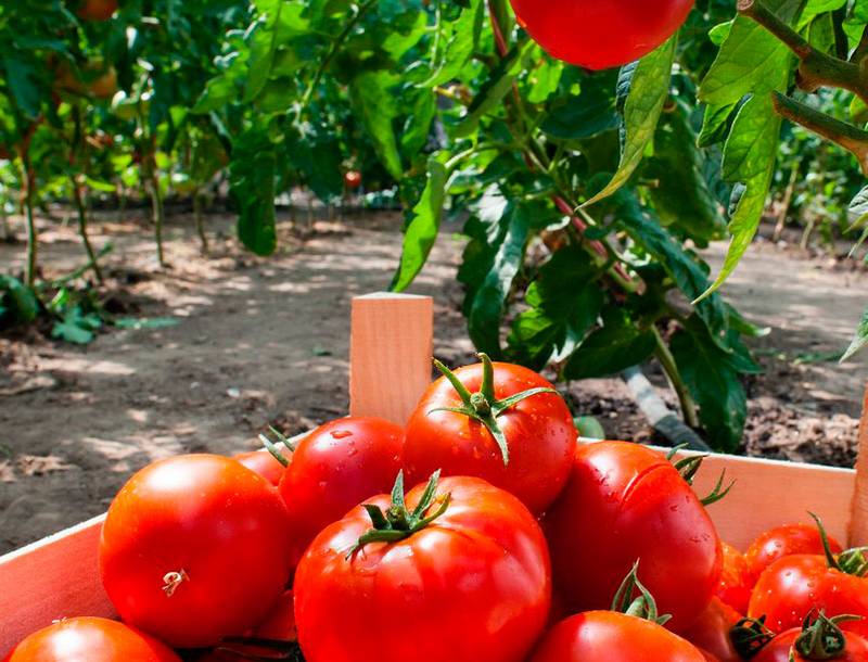 В Баксанском районе собирают высокий урожай томатов