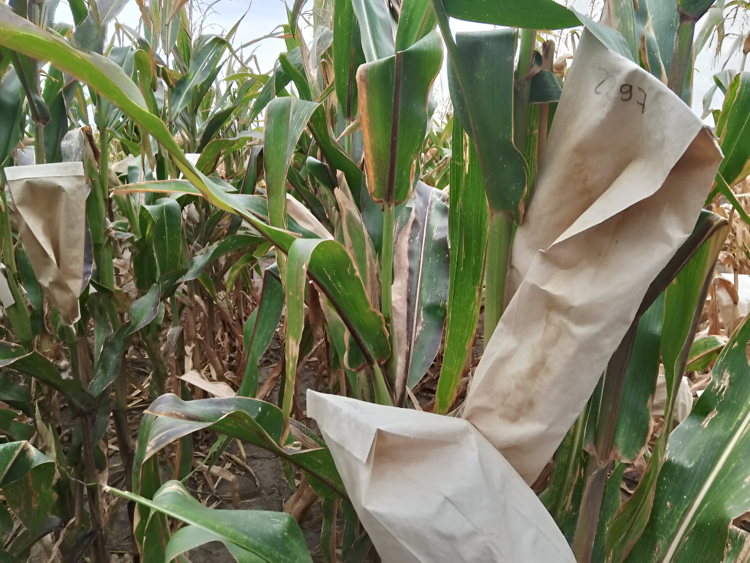 Новые сорта кукурузы, выведенные учеными КБГУ, успешно прошли полевые испытания
