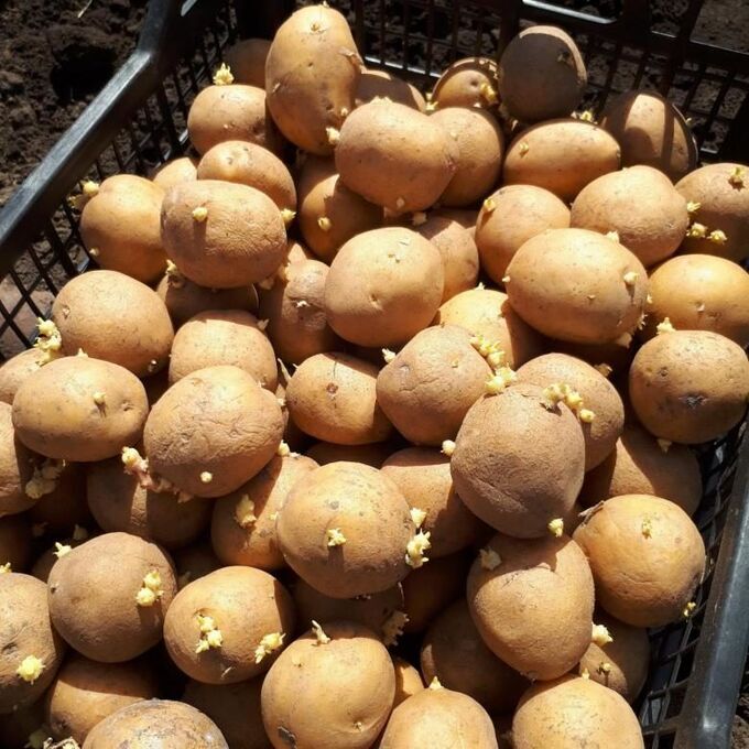 В Кабардино-Балкарии начали посадку картофеля