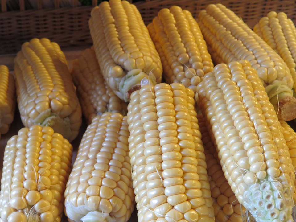 Кабардино-Балкария наращивает экспорт кукурузы