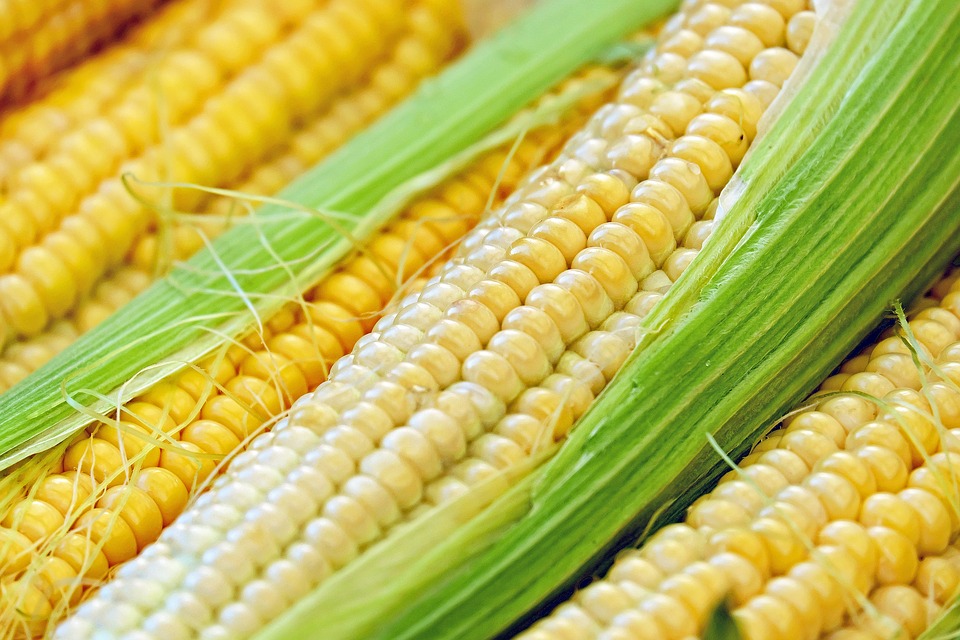 Сбор кукурузы по-новому 