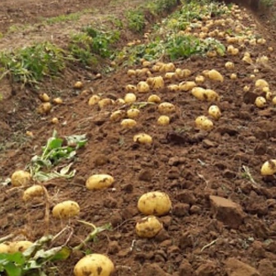 В Кабардино-Балкарии картофель выкопан с 60% площадей