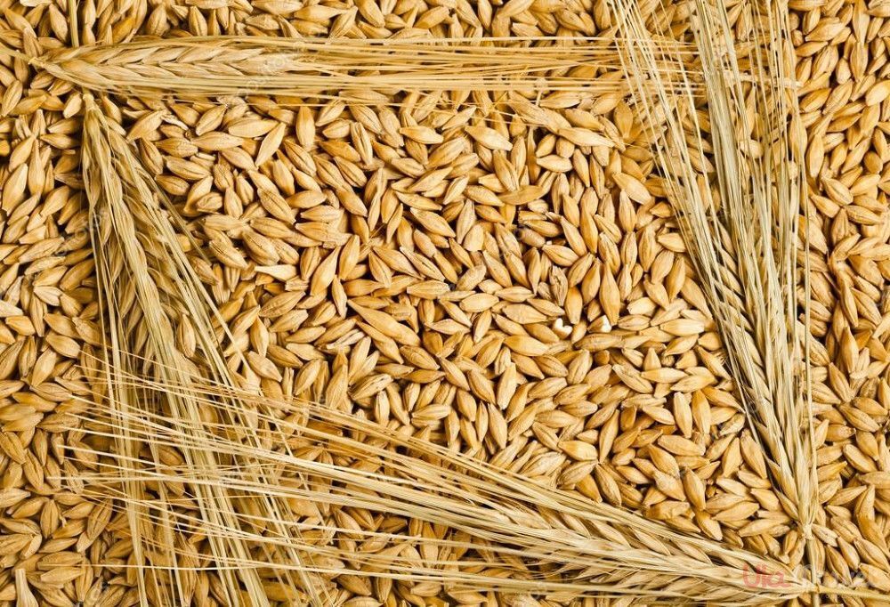 В КБР идёт сбор урожая зерновых и овощных культур