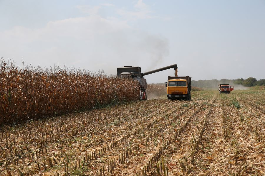 В Кабардино-Балкарии уборка кукурузы на зерно набирает обороты