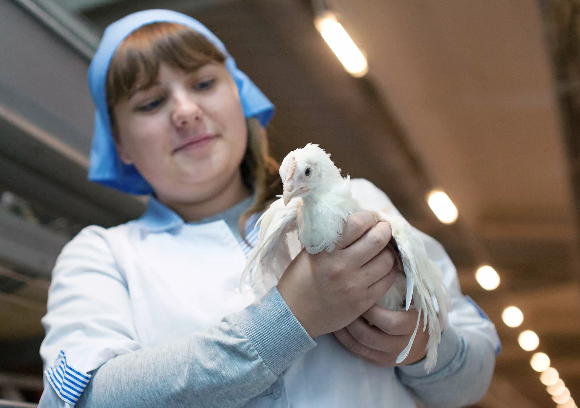 Цены на яйца и курицу в России стабилизировались и начнут снижаться