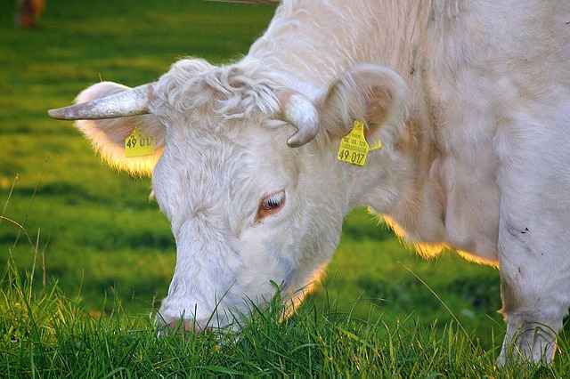 КБР получит 33,7 млн. рублей на молочное скотоводство