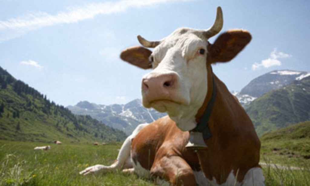 Кабардино-Балкария получит субсидии на развитие молочного скотоводства 