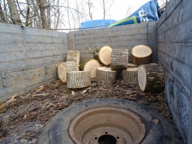 В КБР задержали «черного» лесоруба