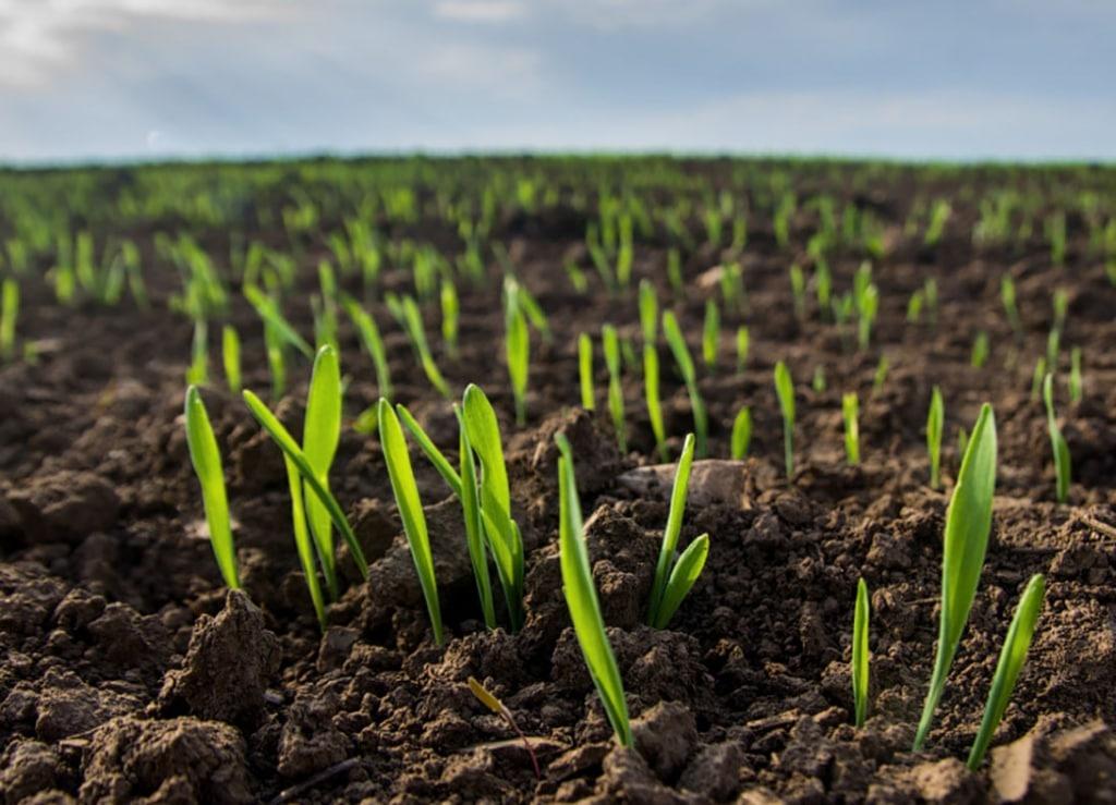 Кабардино-Балкария получает рекордные урожаи кукурузы