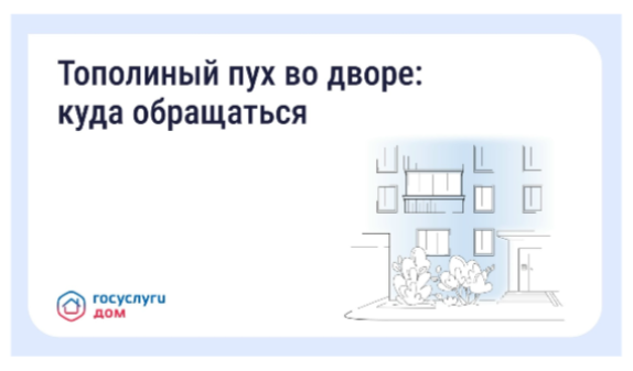 Что делать, если двор заполонил тополиный пух  